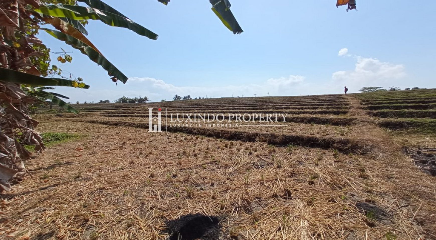 TABANAN – LAND IN TABANAN, BALI FOR SALE – RICEFIELD VIEWS, AFFORDABLE PRICE (FHL414)